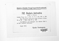 Ramularia rufibasis image